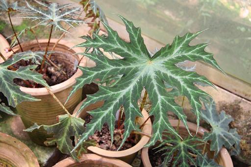 B. rubropunctata